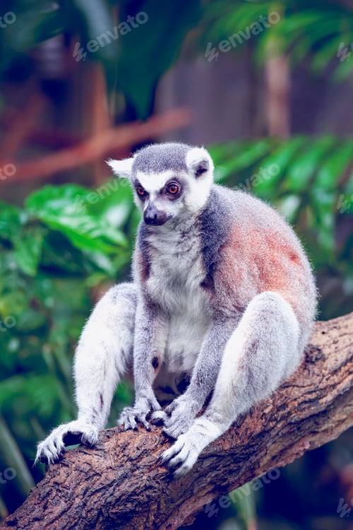 Preview: Ring-tailed lemur