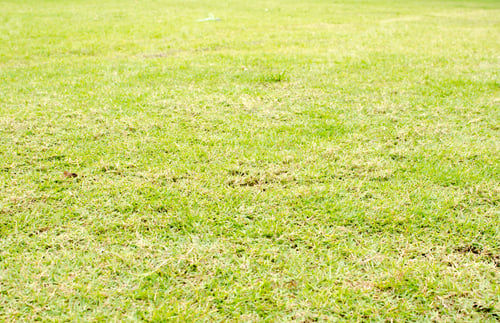 Preview: Perspective green grass texture background, Natural background