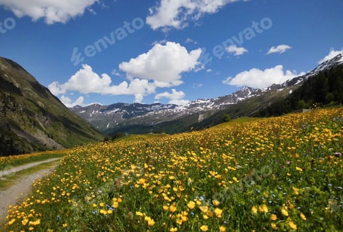 Preview: Spring in the Ötztal flowering meadows near Obergurgl on the way to the Ötztal glacier