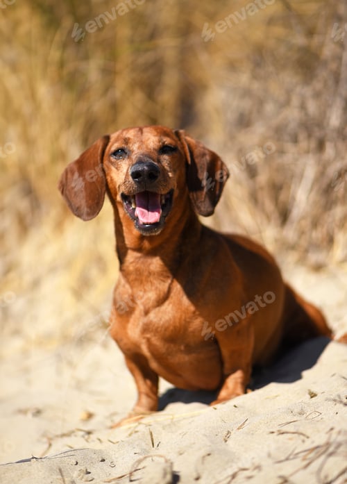 Preview: Dachshund on the beach