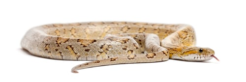 Preview: Amber Corn Snake, Pantherophis guttatus, in front of white background