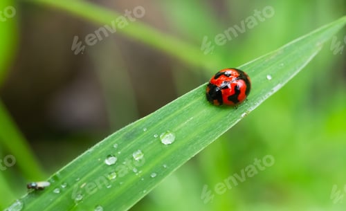 Preview: Lady bug on green leaves, golden beetle insect