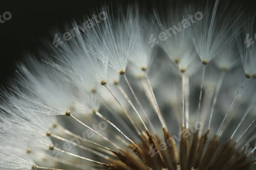 Preview: Plants close-up. Dandelion detail macro bloom.