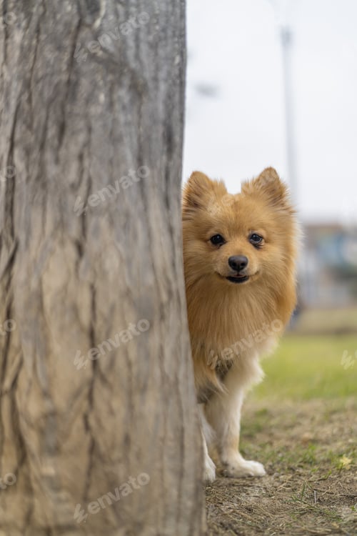 Preview: Pomeranian dog hiding behind tree looking at camera