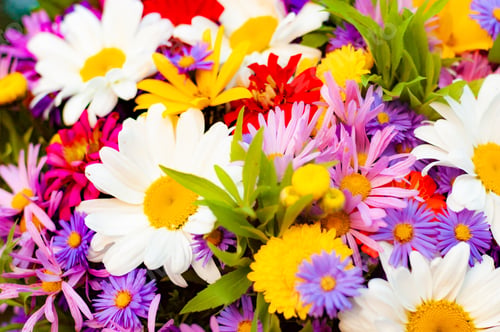 Preview: Bouquet from a camomile and other flowers