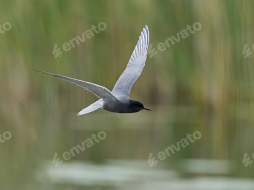 Preview: Black tern (Chlidonias niger)