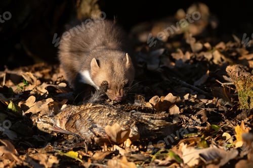 Preview: Beech marten or Martes foina also known as stone marten or white-breasted marten