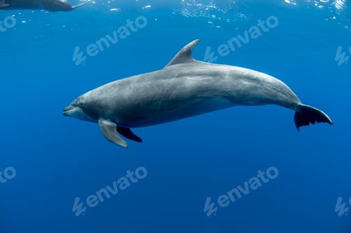Preview: Underwater view of bottlenose dolphin, Baja California Sur, Mexico