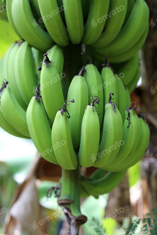 Preview: A bunch of unripe green bananas hanging from a banana plant.