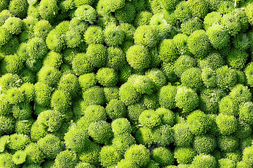 Preview: Green chrysanthemum flowers background. Top view