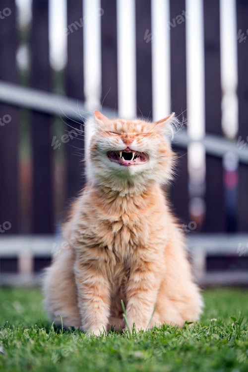 Preview: Funny ginger cat laughing on the garden.