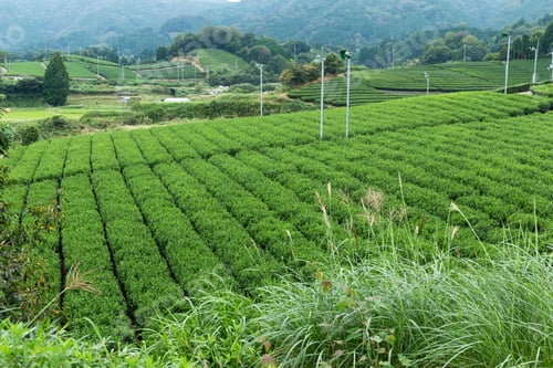 Preview: Tea Plantation farm