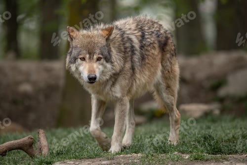 Preview: Grey wolf walking across a grassy meadow surrounded by trees in a forest setting.