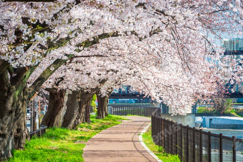 Preview: Cherry Blossoms blooming in Kyoto, Japan