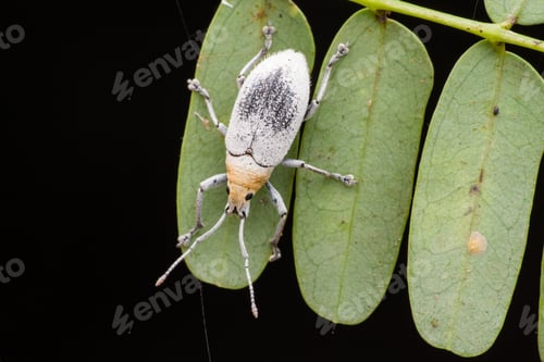 Preview: white bug