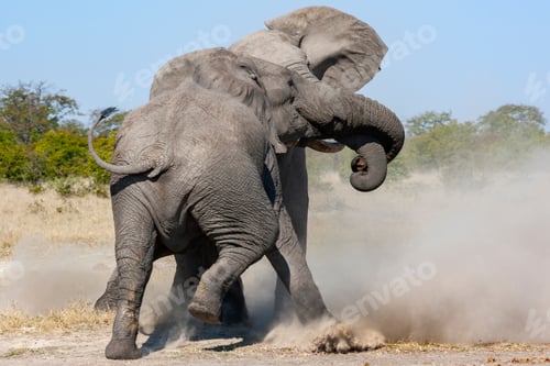 Preview: African Bull Elephants fighting