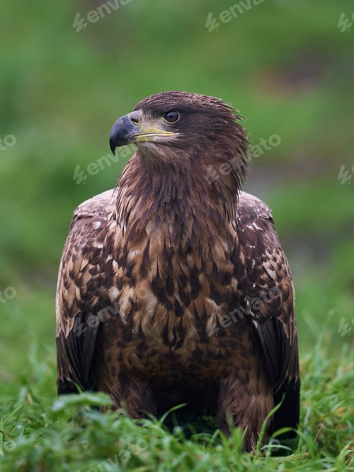 Preview: White-tailed eagle (Haliaeetus albicilla)