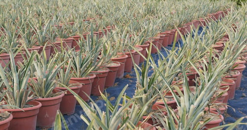 Preview: Potted Pineapple farm