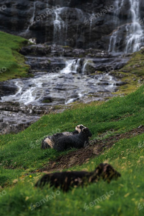 Preview: Sheep Near Saksun on Streymoy in Faroe Islands