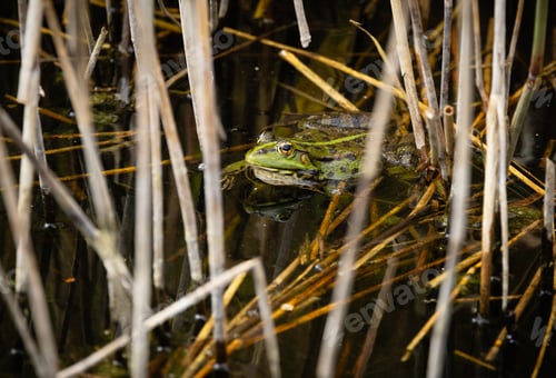 Preview: Green frog surrounded by water and reeds