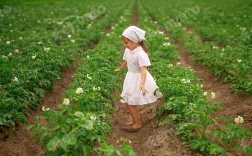 Preview: A barefoot girl in a white dress between rows of flowering trunks of green potatoes.