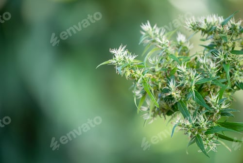 Preview: marijuana (Cannabis sativa) flowering ready to harvest