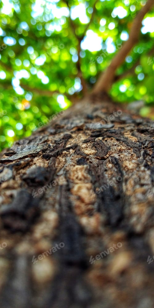 Preview: Tree Trunk