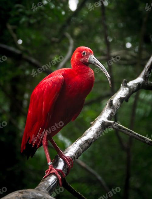 Preview: Scarlet Ibis on a branch