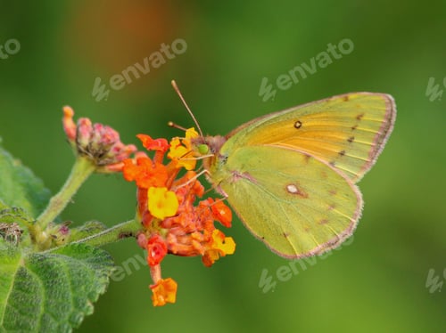 Preview: Nice butterfly in colored little flowers