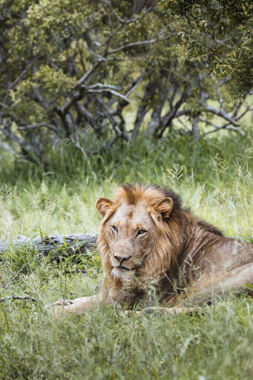 Preview: Lion in the Kruger National safari park in South Africa