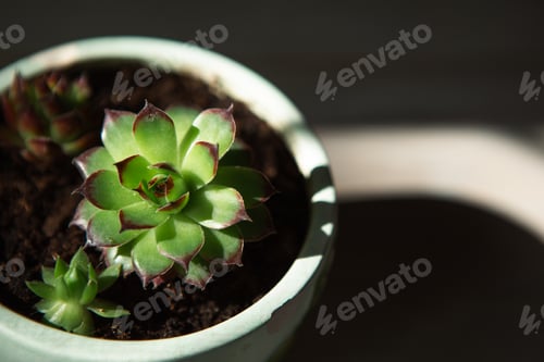 Preview: Echeveria in a pot in bright light with shadows. A house plant, a green home