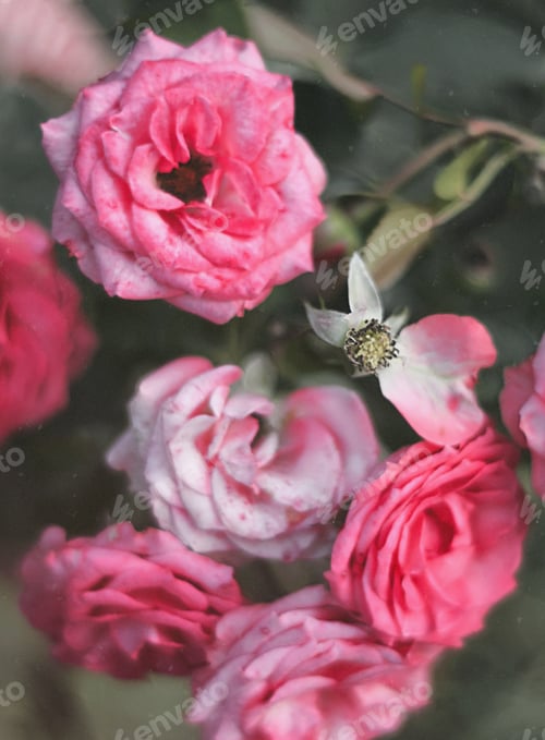 Preview: beautiful bush of pink roses in the park