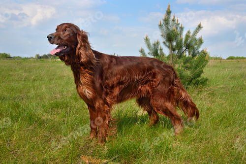 Preview: Hunting with setter