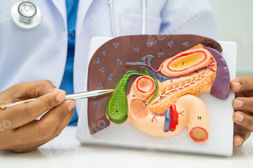 Preview: Liver with gallbladder, pancreas spleen and duodenum,