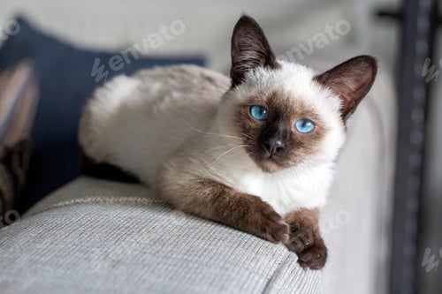 Preview: Cute kitten siamese cat indoor