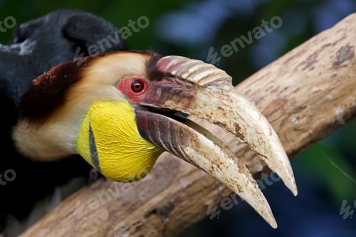 Preview: The wreathed hornbill (Rhyticeros undulatus) close up shot