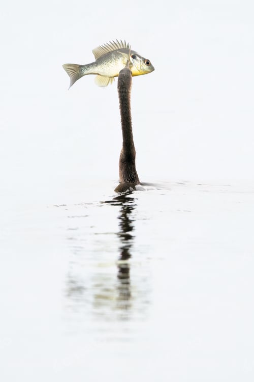 Preview: Anhinga with Fish