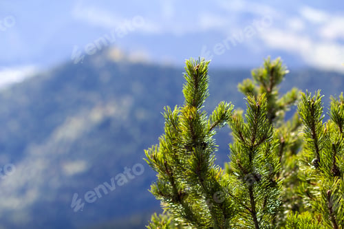 Preview: Close-up of beautiful fresh green fir- tree top on background