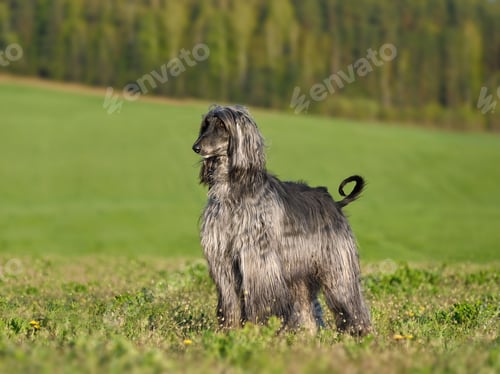 Preview: Standing grey Afghan Hound dog