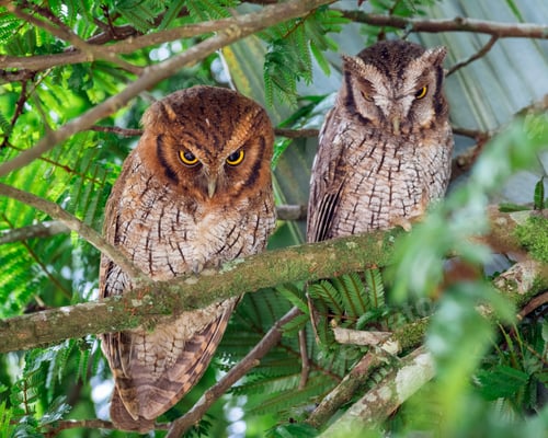 Preview: Tropical Screech-Owl (megascops choliba). Pair of owls in the branches of a tree