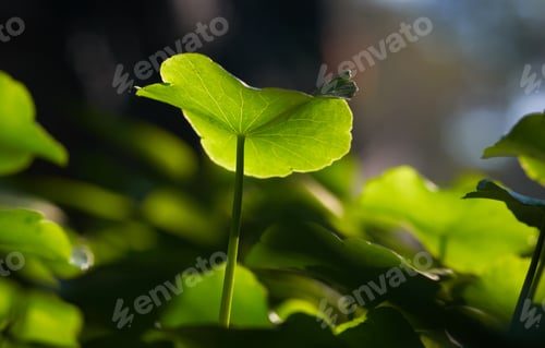 Preview: Green leaf with light and shadow