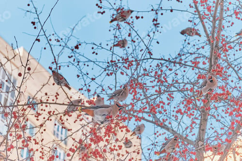 Preview: Crested songbirds waxwings feeding on fruits on branches of wild apple tree in winter city
