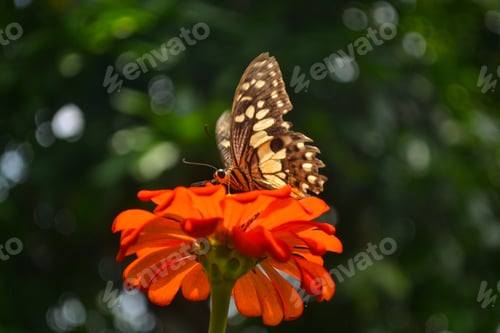Preview: Closeup butterfly on flower