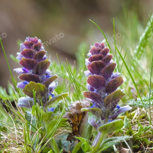 Preview: Closeup of pyramidal bugle (Ajuga pyramidalis) in green grass