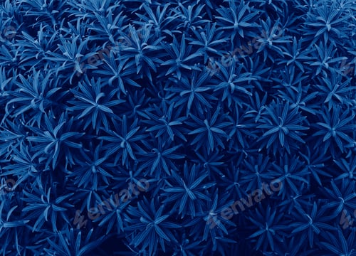 Preview: Euphorbia Stygiana bush with new stems. Natural floral background, top view