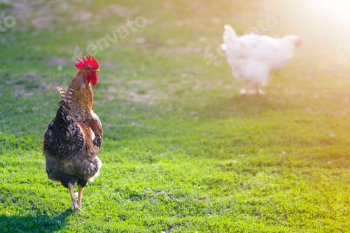 Preview: Grown healthy white hen and big brown rooster feeding on fresh first green grass outside in spring
