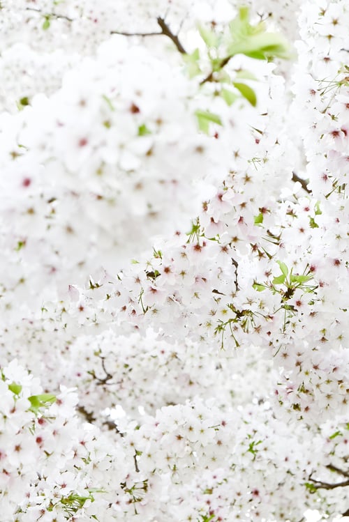 Preview: Cherry blossom season in Tokyo Japan