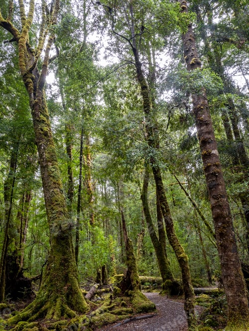 Preview: Franklin river Nature Walk in Tasmania island,