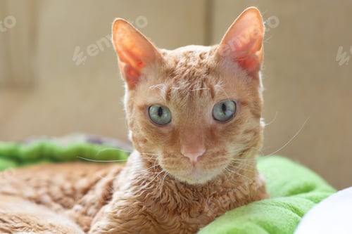 Preview: Adorable curly cat Ural Rex lies on the bed in front of the window