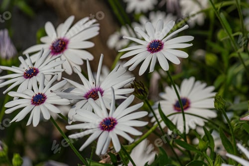 Preview: White daisies with purple centers in a garden.